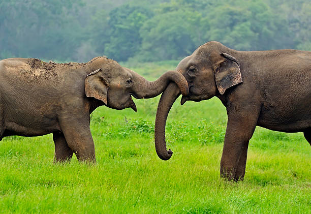 Sri Lanka Wildlife & Nature